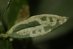 Phytomyza astotinensis