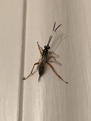 Agonocryptus discoidaloides