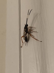 Agonocryptus discoidaloides