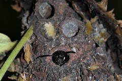 Calligaster cyanoptera