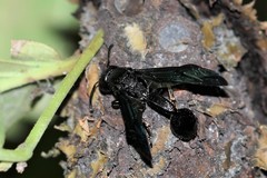 Calligaster cyanoptera