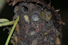 Calligaster cyanoptera