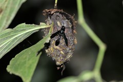 Calligaster cyanoptera