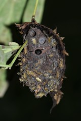 Calligaster cyanoptera