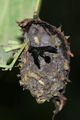 Calligaster cyanoptera