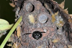 Calligaster cyanoptera