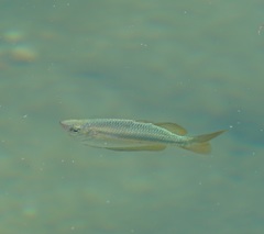 Melanotaenia splendida splendida