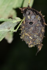 Calligaster cyanoptera