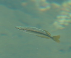 Melanotaenia splendida splendida