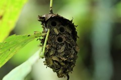 Calligaster cyanoptera