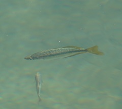 Melanotaenia splendida splendida