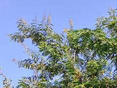 Senna surattensis