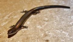 Panaspis wahlbergii