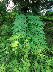 Senna surattensis