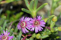 Ruschia langebaanensis
