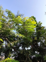 Senna surattensis