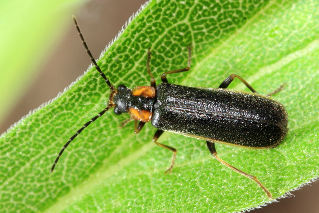 Guided Soldier Beetle