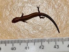 Panaspis wahlbergii