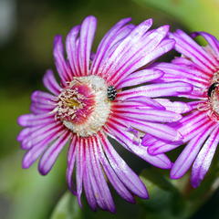Ruschia langebaanensis