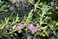 Ruschia langebaanensis