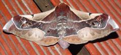 Holocerina smilax
