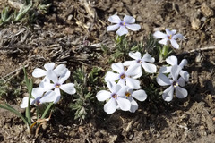 Phlox condensata