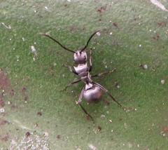 Polyrhachis schlueteri