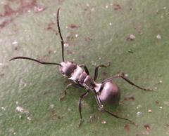 Polyrhachis schlueteri