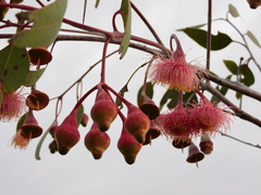 Eucalyptus caesia