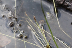 Eleocharis flavescens
