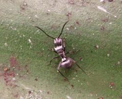 Polyrhachis schlueteri