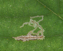 Stigmella apicialbella