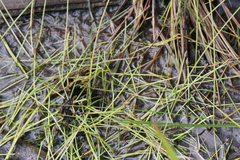 Eleocharis flavescens