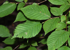 Stigmella apicialbella