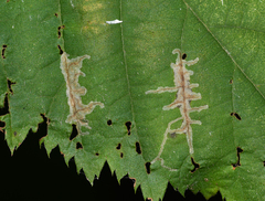 Stigmella apicialbella