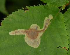 Cameraria ostryarella