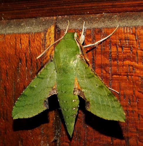 Small Verdant Hawkmoth