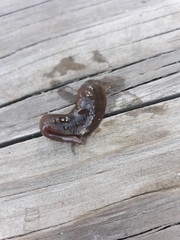 Haemopis sanguisuga