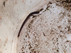 Haemopis sanguisuga