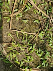 Lilaeopsis chinensis