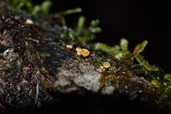 Dermateaceae