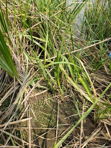 Image of Lilaeopsis chinensis by (c) Tom Field, some rights reserved (CC BY)