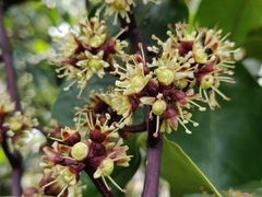 Heptapleurum capitatum