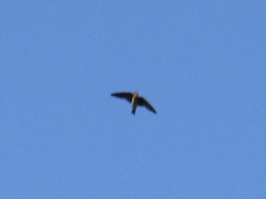Petrochelidon fulva