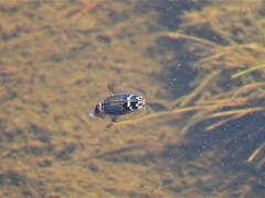Acilius abbreviatus