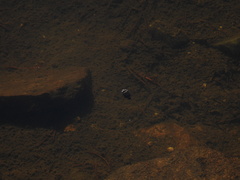 Acilius abbreviatus