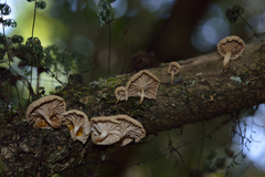 Marasmiellus alliiodorus
