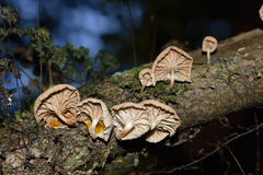Marasmiellus alliiodorus