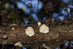 Marasmiellus alliiodorus