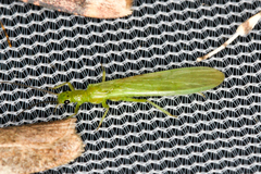 Alloperla